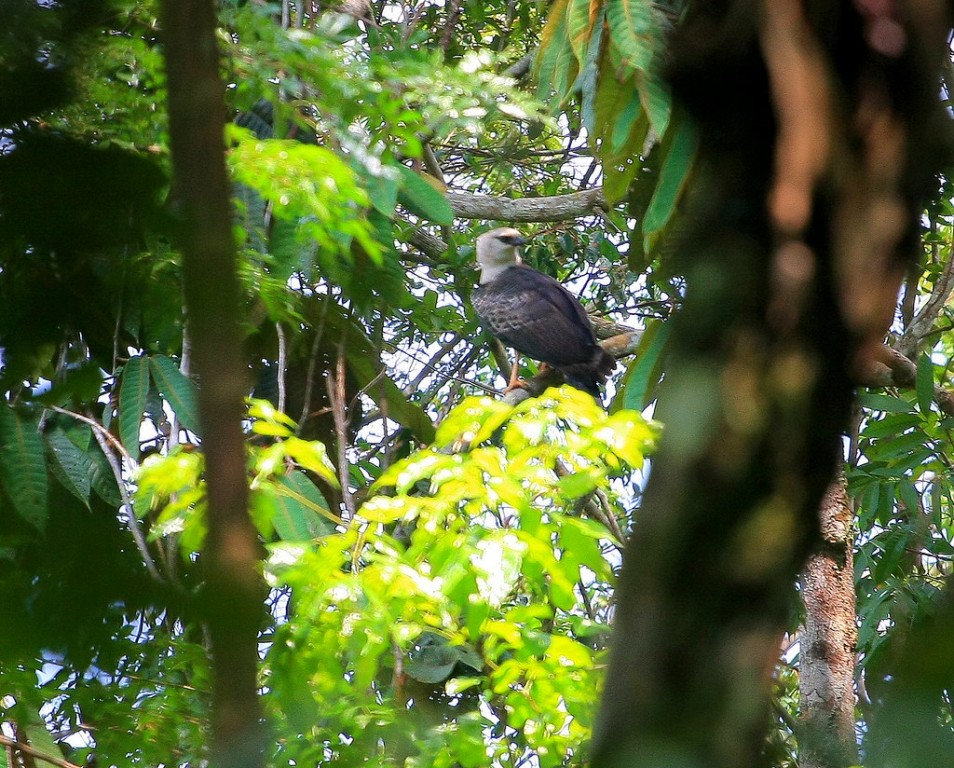 habitat do uiracu-falto