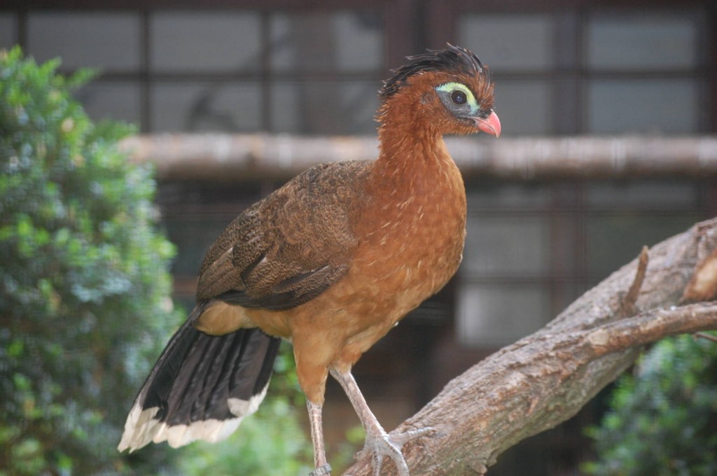 habitat do urumutum