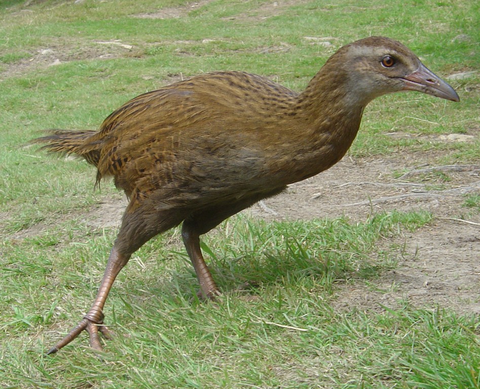 habitat do weka