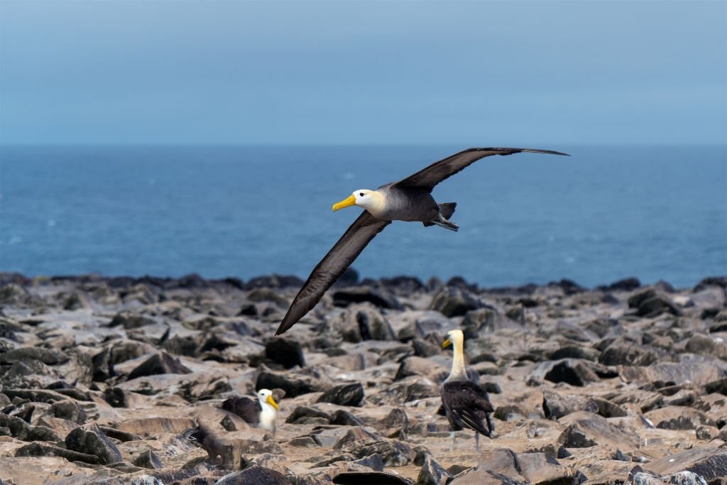 habitos alimentares do albatroz-das-galapagos