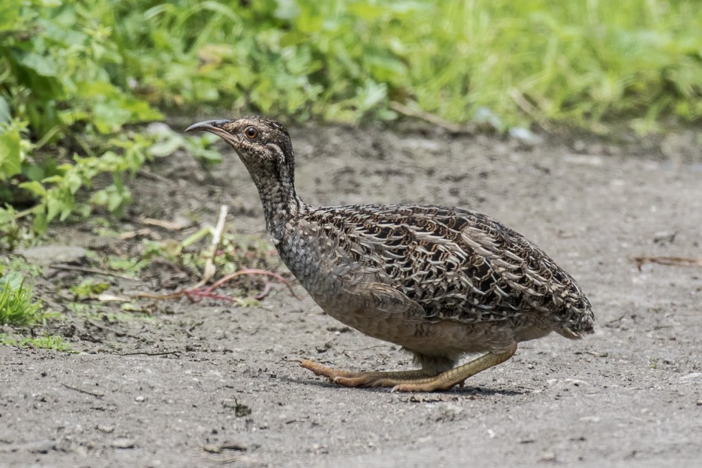 inhambu-do-chaco