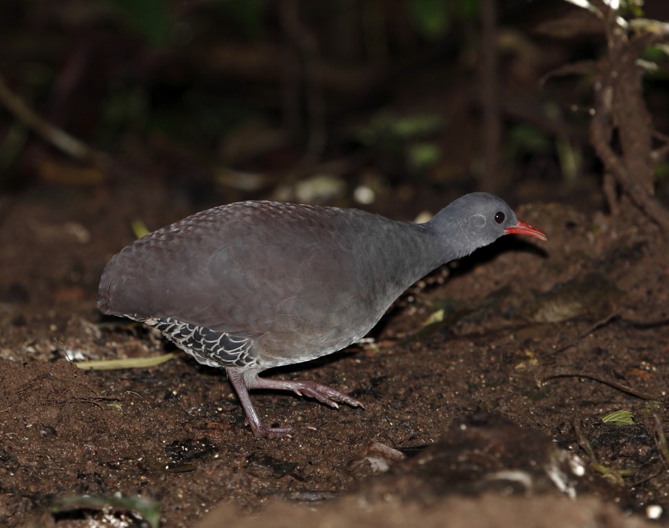 inhambu dos tepuis