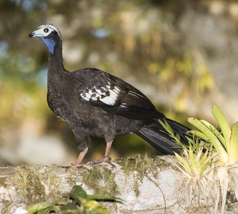 jacutinga-de-trinidad