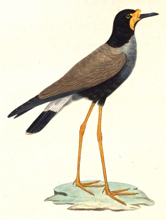 javan lapwing