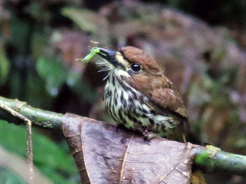 macuru-papa-mosca