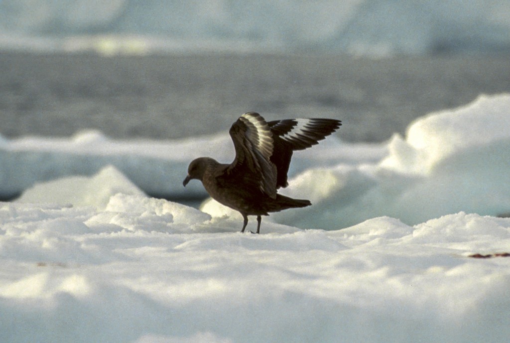 mandriao-antartico