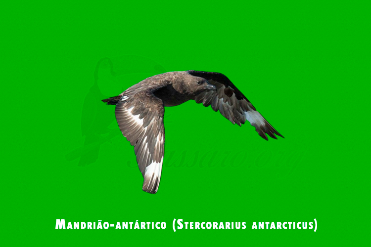 mandriao-antartico (stercorarius antarcticus)