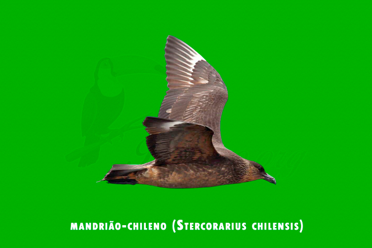 mandriao-chileno (stercorarius chilensis)