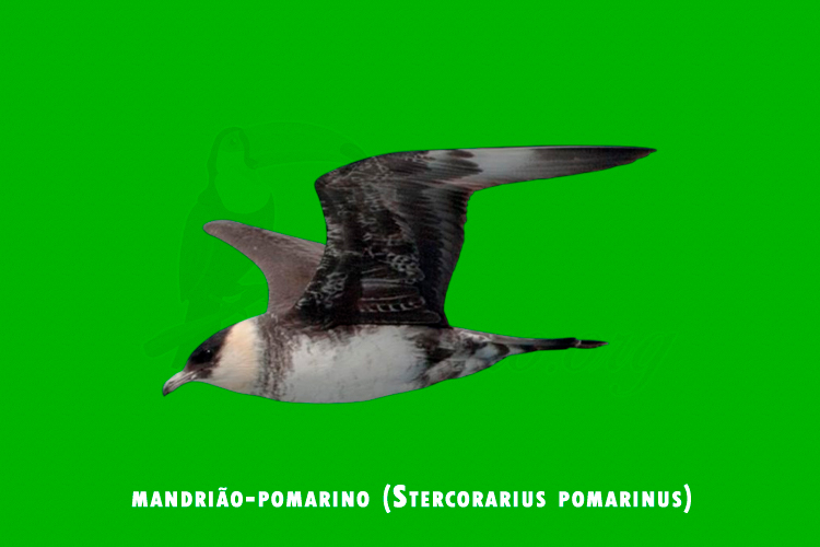 mandriao-pomarino (stercorarius pomarinus)
