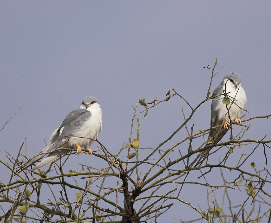 milhafre-de-cauda-tesoura 