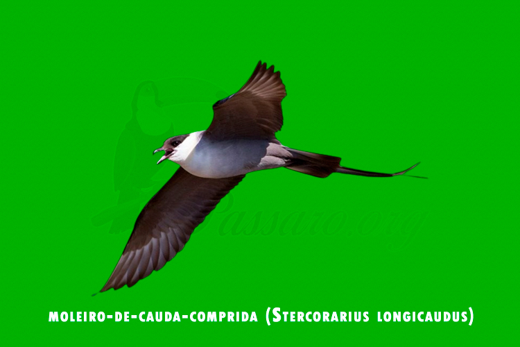 moleiro-de-cauda-comprida (stercorarius longicaudus)