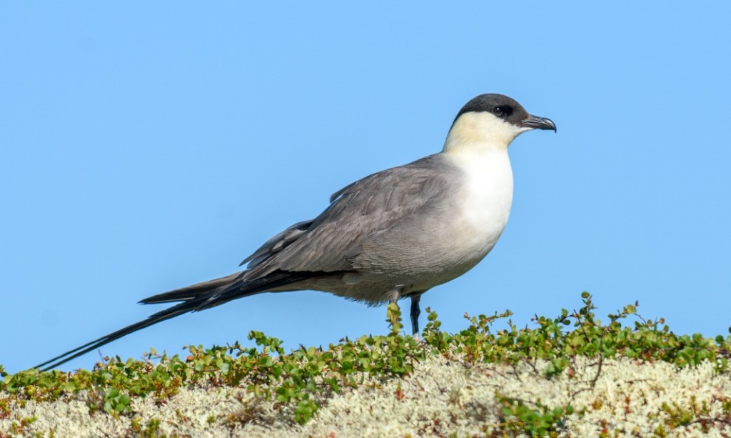 moleiro-de-cauda-comprida