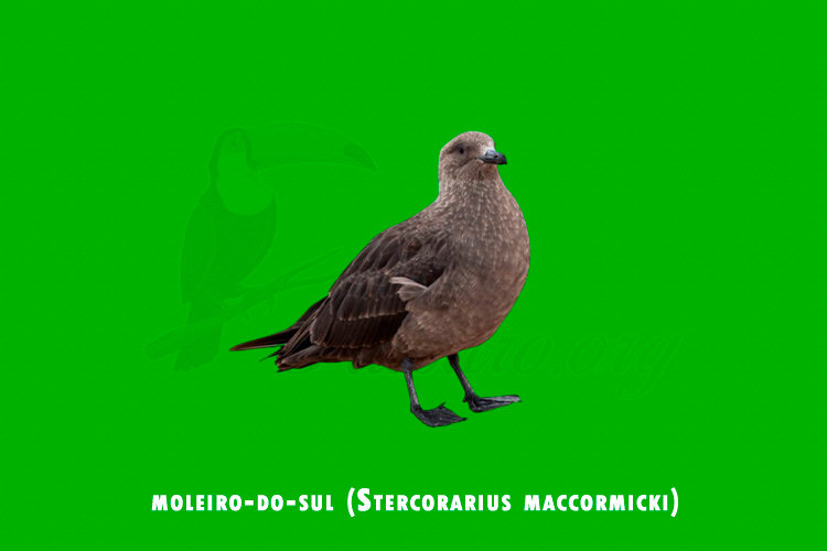 moleiro-do-sul ( stercorarius maccormicki)