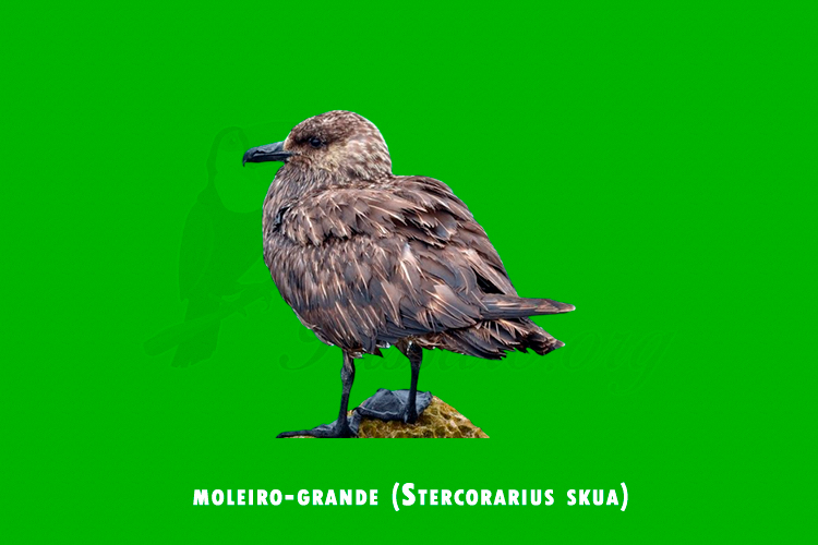 moleiro-grande (stercorarius skua)