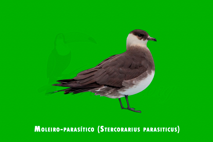 moleiro-parasítico (stercorarius parasiticus)