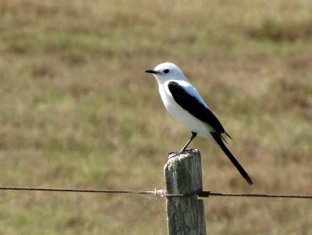 noivinha-de-rabo-preto