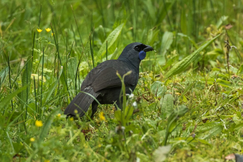 north island kokako 