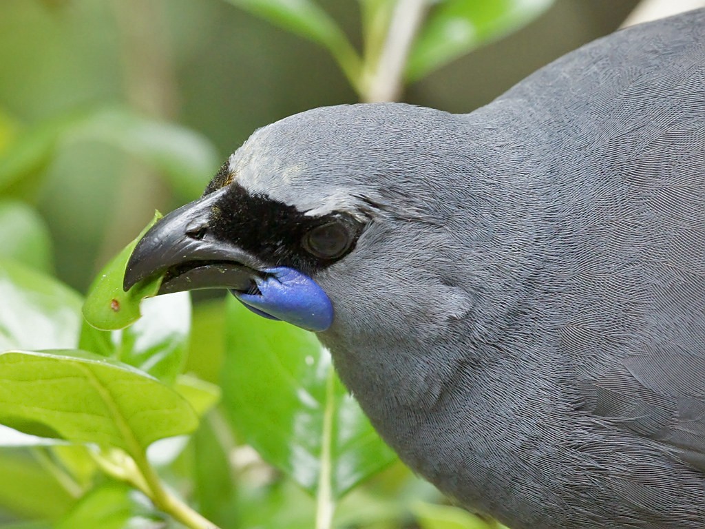 north island kokako