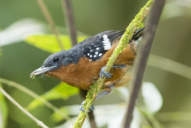 papa-formiga-de-bando femea (2)