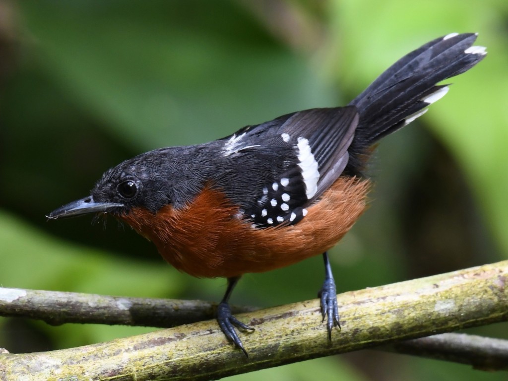 papa-formiga-de-bando femea