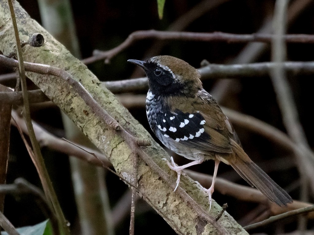 papa-formiga-de-grota