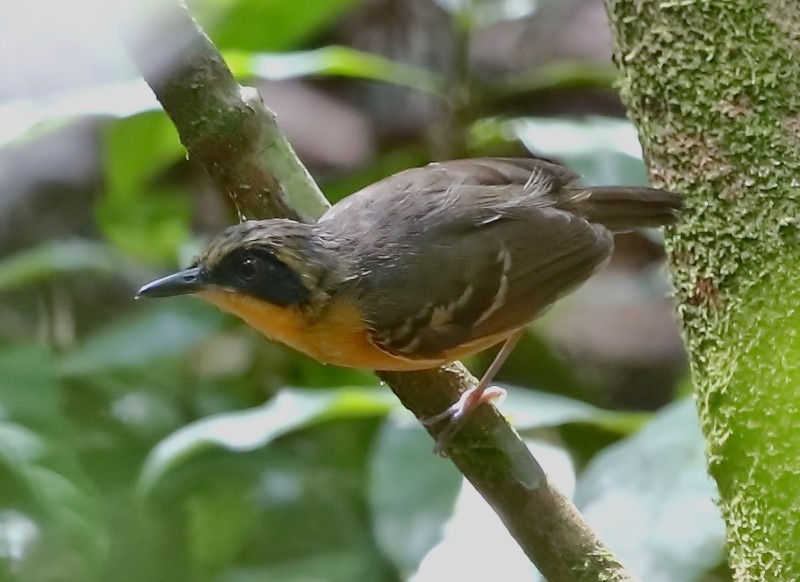 papa-formiga-de-sobrancelha (3)