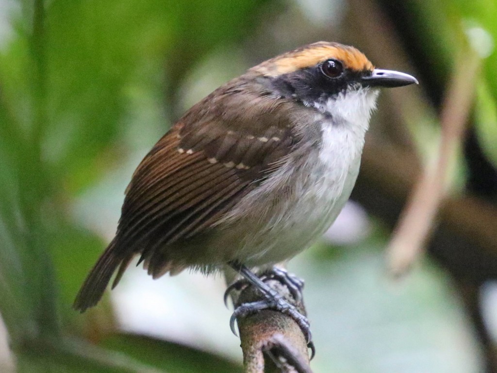 papa-formiga-de-sobrancelha femea