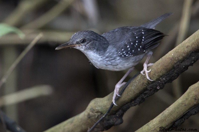 papa-formiga-do-igarape