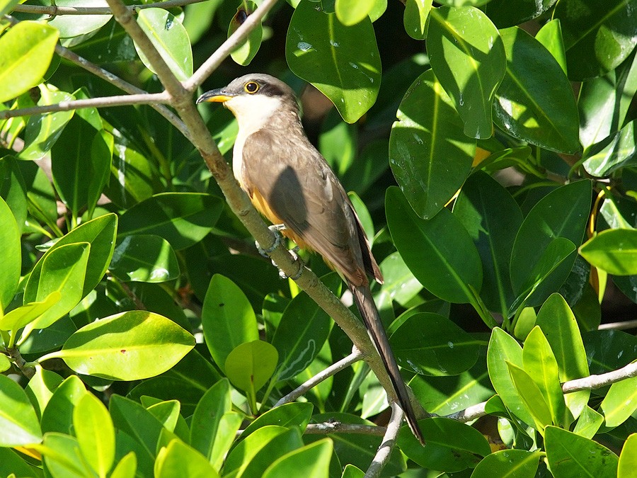 papa-lagarta-do-mangue