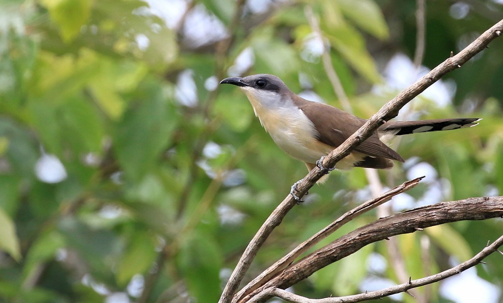 papa-lagarta-do-mangue