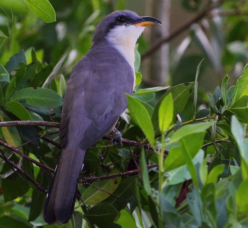 papa-lagarta-do-mangue