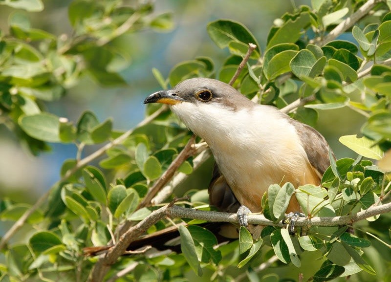 papa-lagarta-do-mangue