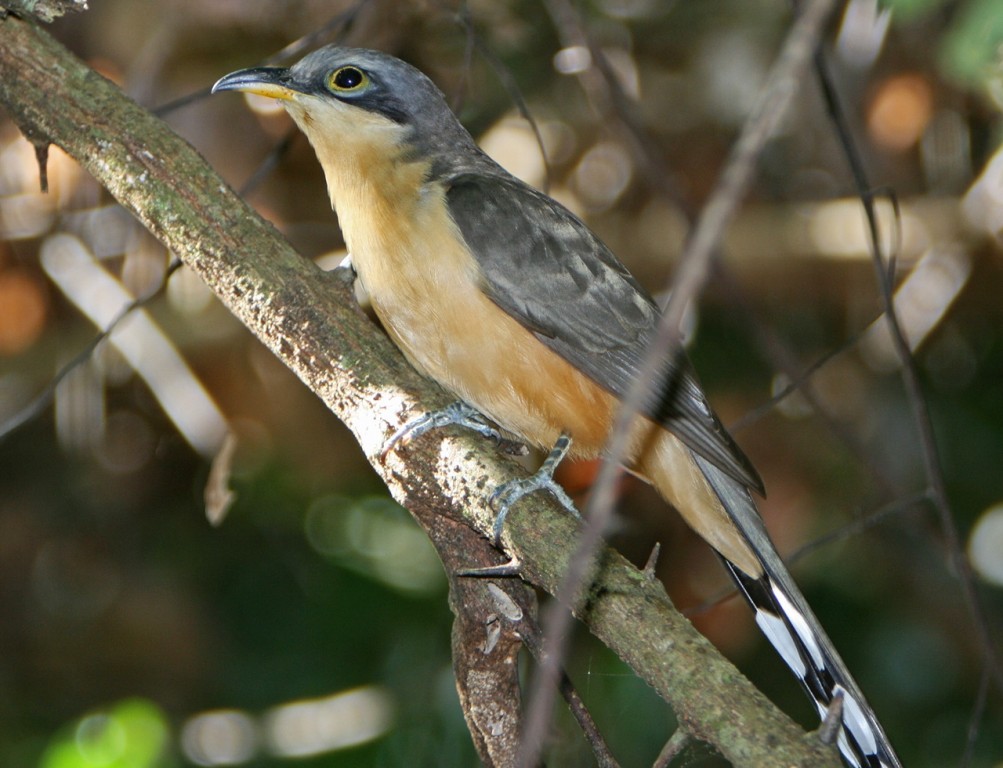 papa-lagarta-do-mangue