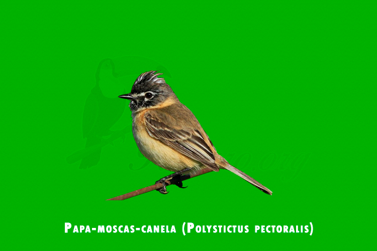 papa-moscas-canela (polystictus pectoralis)