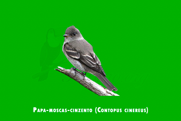 papa-moscas-cinzento (contopus cinereus)