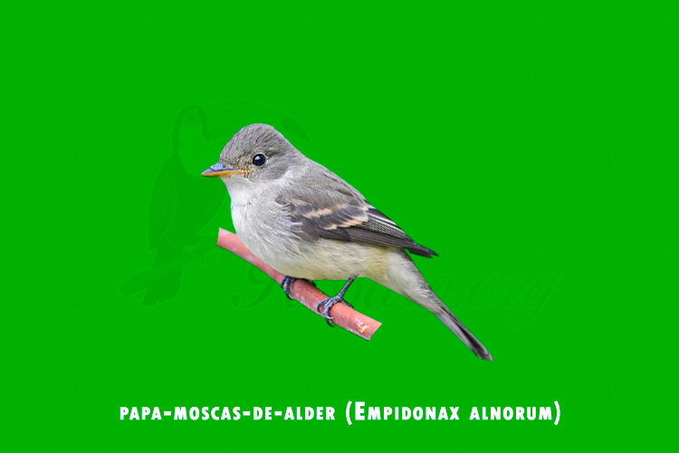 papa-moscas-de-alder ( empidonax alnorum)