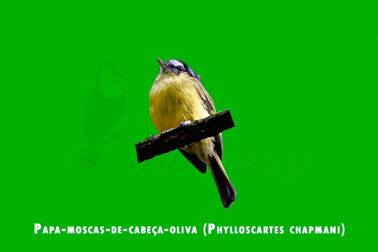 papa-moscas-de-cabeca-oliva (phylloscartes chapmani)