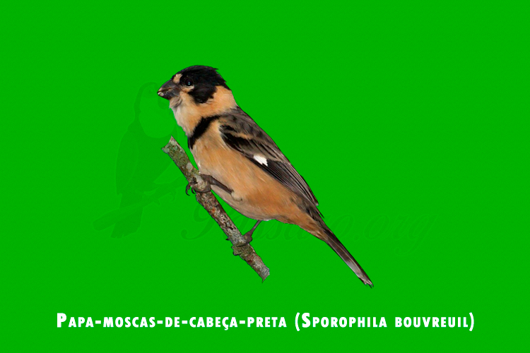papa-moscas-de-cabeca-preta ( sporophila bouvreuil )
