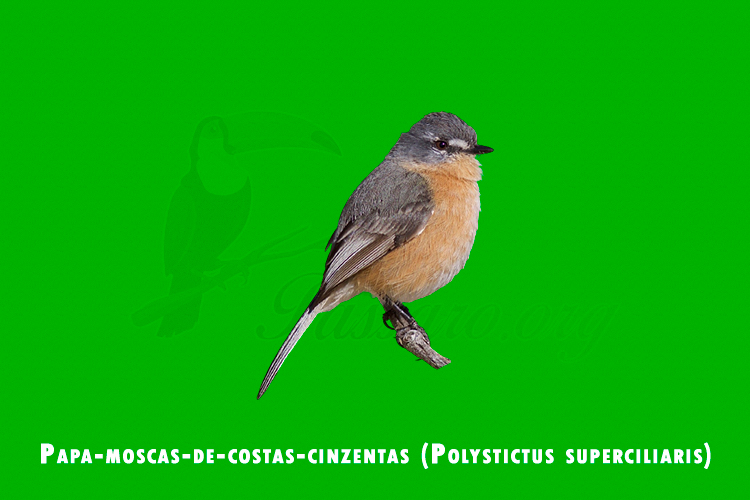 papa-moscas-de-costas-cinzentas (polystictus superciliaris)