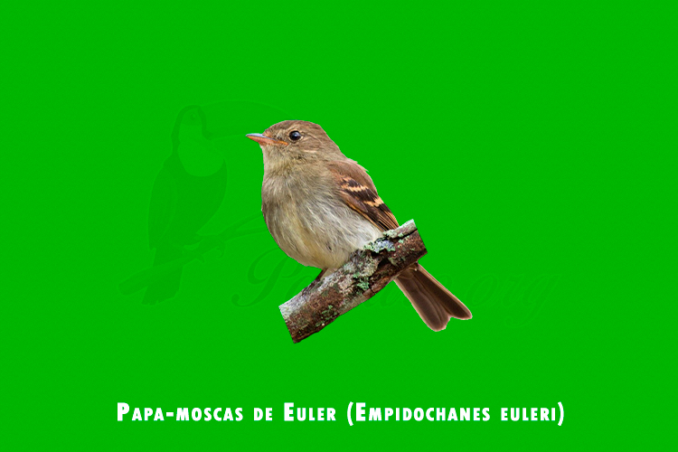 papa-moscas de euler (empidochanes euleri)