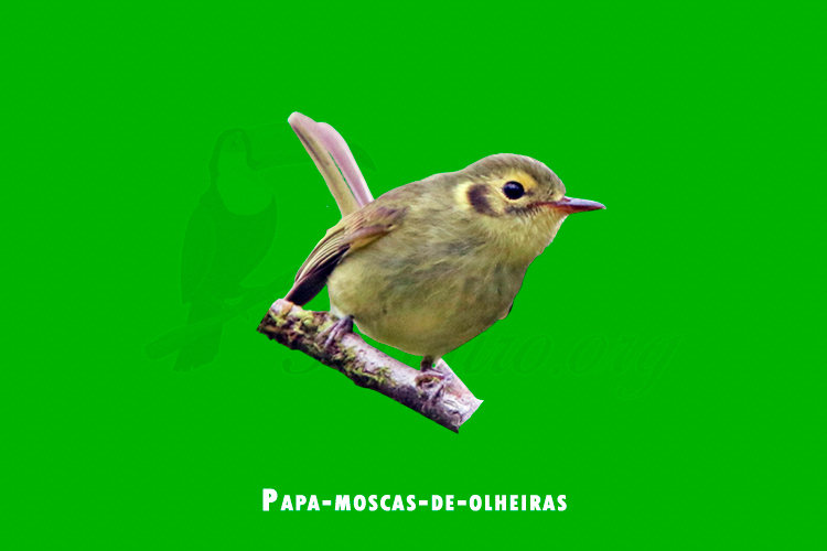 papa-moscas-de-olheiras (phylloscartes oustaleti )