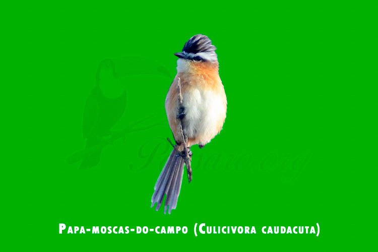 papa-moscas-do-campo ( Culicivora caudacuta)