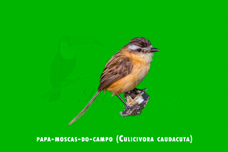 papa-moscas-do-campo (Culicivora caudacuta)