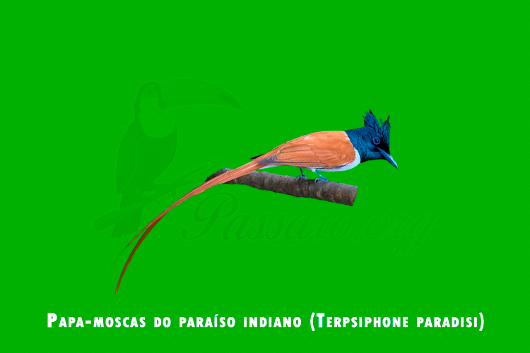 papa-moscas do paraíso indiano ( terpsiphone paradisi )