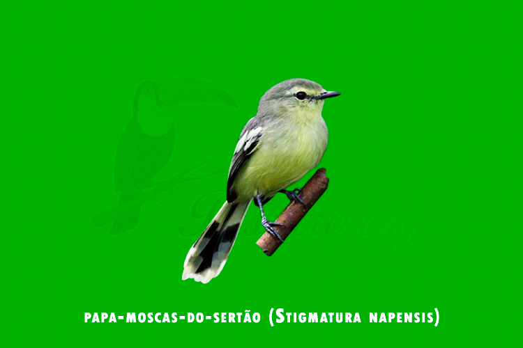 papa-moscas-do-sertao ( Stigmatura napensis)