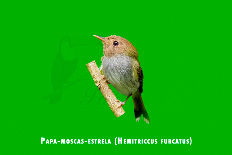 papa-moscas-estrela (hemitriccus furcatus)