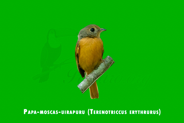 papa-moscas-uirapuru ( terenotriccus erythrurus)