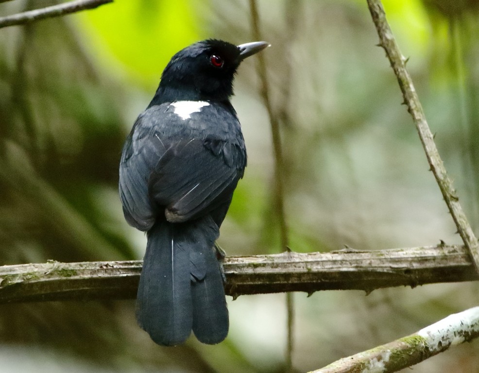 papa-taoca-da-bahia