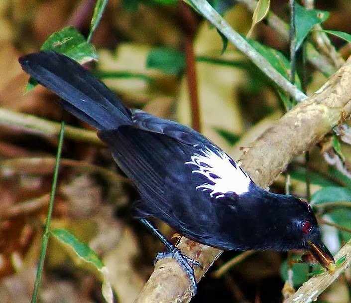 papa-taoca-da-bahia