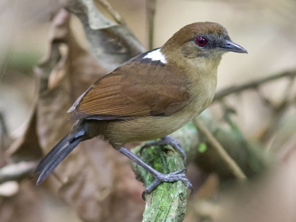 papa-taoca-de-pernambuco femea